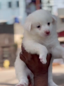 Pomeranian puppy price in Vizag